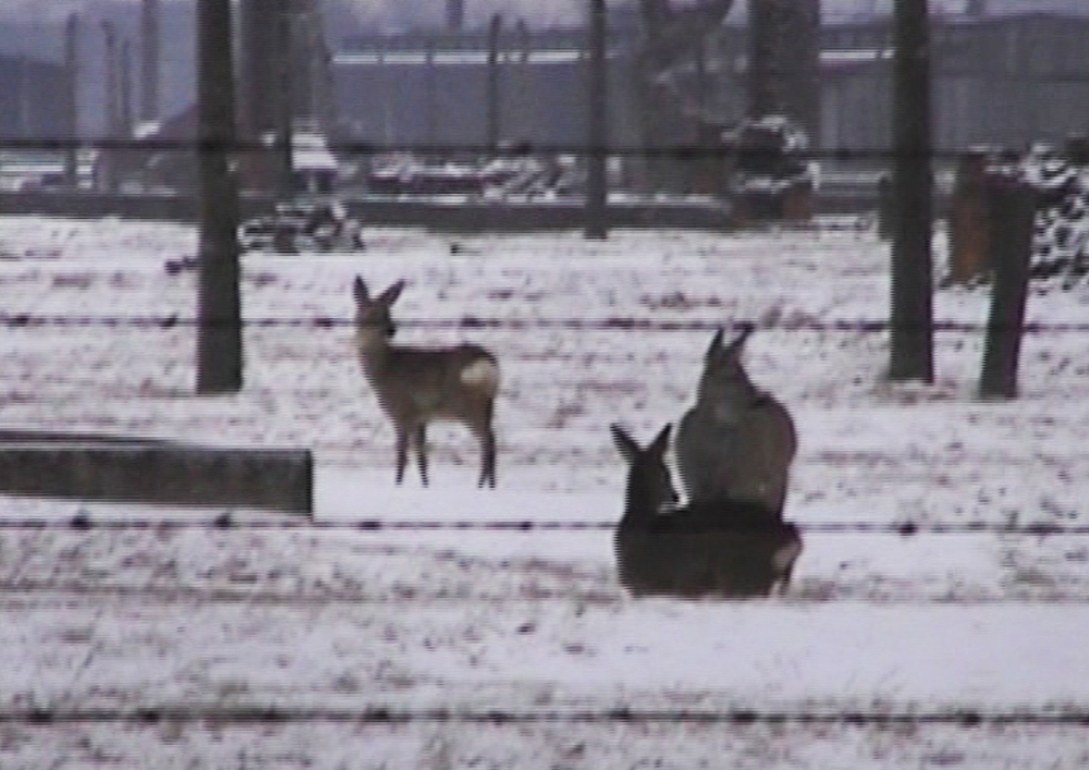 "Bambi", 2003, fragment of video-installation "Winterreise". Copyright of the artist, courtesy of the Gladstone Gallery, New York